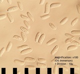 Neolentinus lepideus image