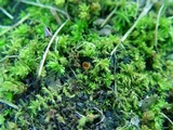 Neottiella albocincta image