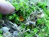Neottiella albocincta image