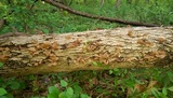 Auricularia angiospermarum image