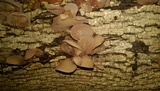 Auricularia angiospermarum image