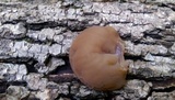 Auricularia angiospermarum image