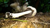 Coprinopsis variegata image