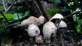 Coprinopsis variegata image