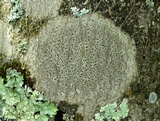 Arthothelium spectabile image