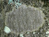 Arthothelium spectabile image
