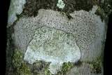 Arthothelium spectabile image