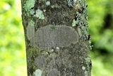Arthothelium spectabile image