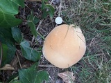 Ganoderma polychromum image