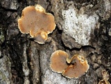 Aleurodiscus oakesii image