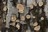 Aleurodiscus oakesii image