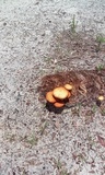 Gymnopilus palmicola image