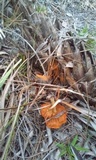 Gymnopilus palmicola image