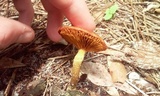 Gymnopilus palmicola image