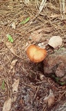 Gymnopilus palmicola image