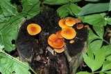 Xeromphalina tenuipes image