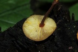 Xeromphalina tenuipes image