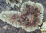 Lecanora garovaglii image