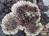 Lecanora garovaglii image