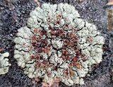 Lecanora garovaglii image