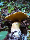 Suillus caerulescens image
