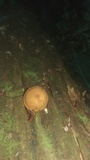 Pholiota granulosa image