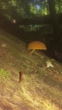 Pholiota granulosa image