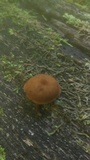 Pholiota granulosa image