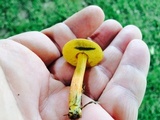 Hortiboletus campestris image
