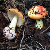 Amanita xanthocephala image