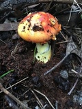 Amanita xanthocephala image