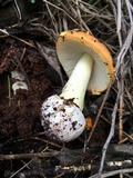 Amanita xanthocephala image