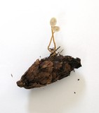 Strobilurus trullisatus image
