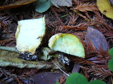 Suillus caerulescens image