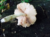 Pluteus petasatus image