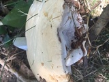 Ganoderma polychromum image
