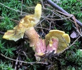 Tricholomopsis rutilans image