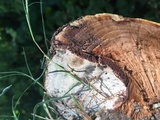 Ganoderma polychromum image