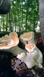 Bondarzewia berkeleyi image