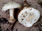 Amanita praelongispora image