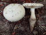 Amanita praelongispora image