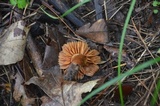 Laccaria proxima image