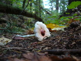 Lepiota rubrotinctoides image