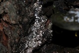 Lachnellula resinaria image