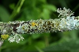 Myelochroa galbina image