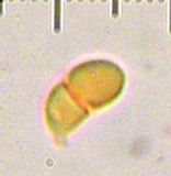 Calocera cornea image