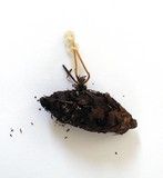 Strobilurus trullisatus image