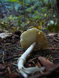 Lepiota rubrotinctoides image