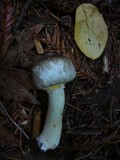 Agaricus moelleri image