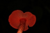 Cortinarius marylandensis image
